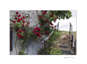 Le rose, il muro e la scala
