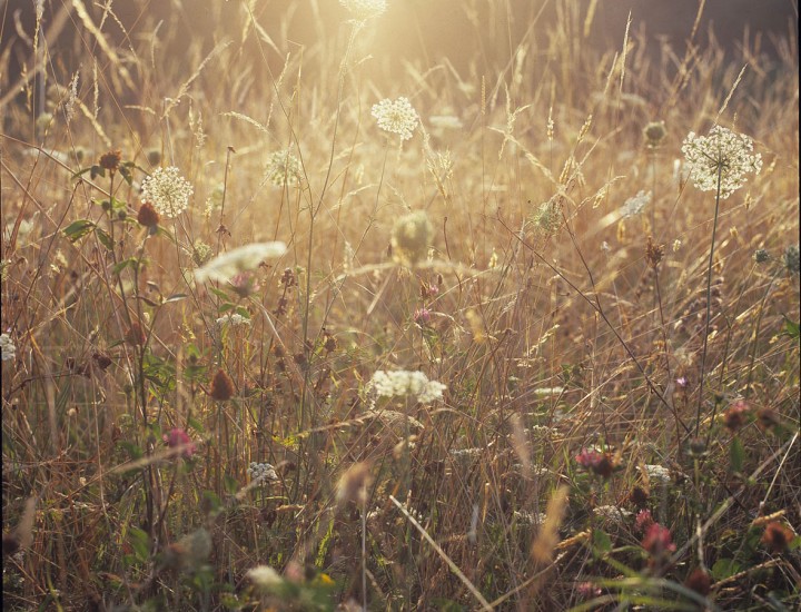 La luce nel campo