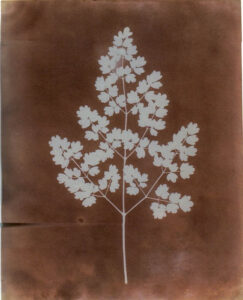 Fox Talbot Maidenhair Fern